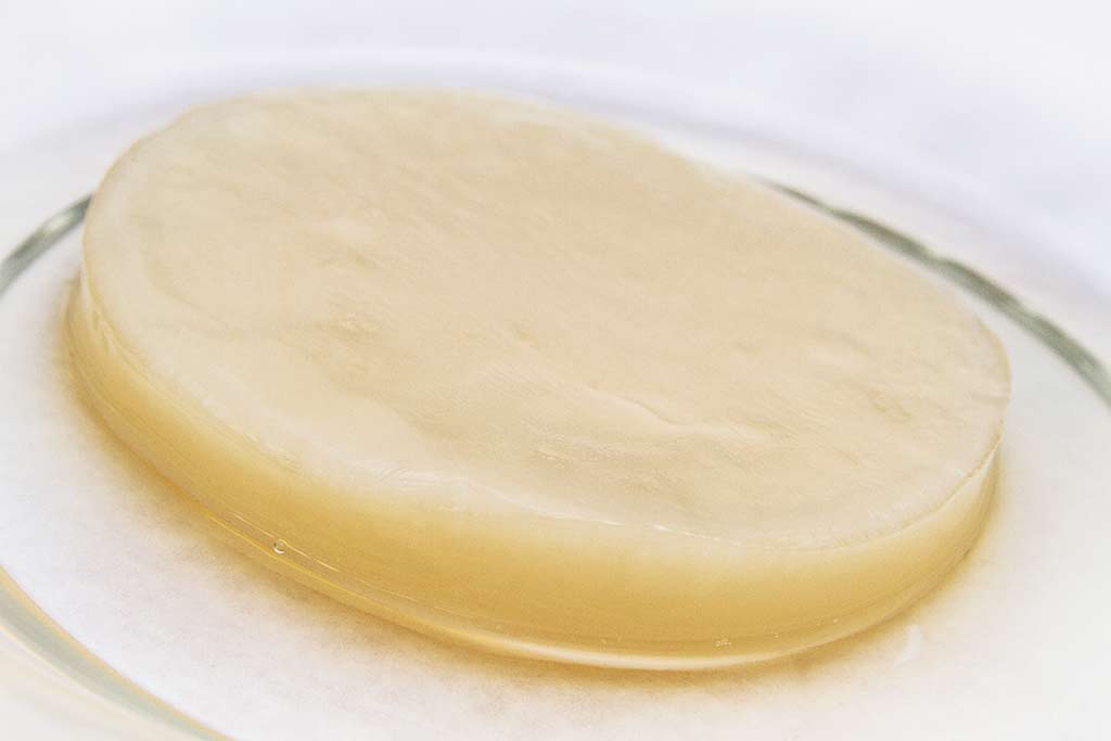 SCOBY Pilz für Kombucha